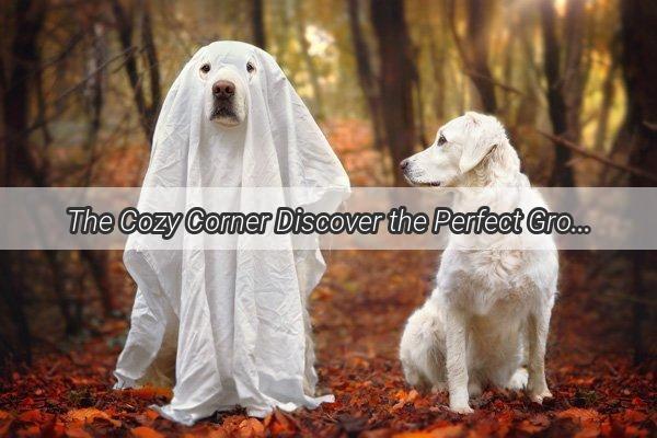 The Cozy Corner Discover the Perfect Grooming Station for Your Furry Friend